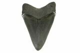 Serrated, Colorful, Fossil Megalodon Tooth - Georgia #338760-1